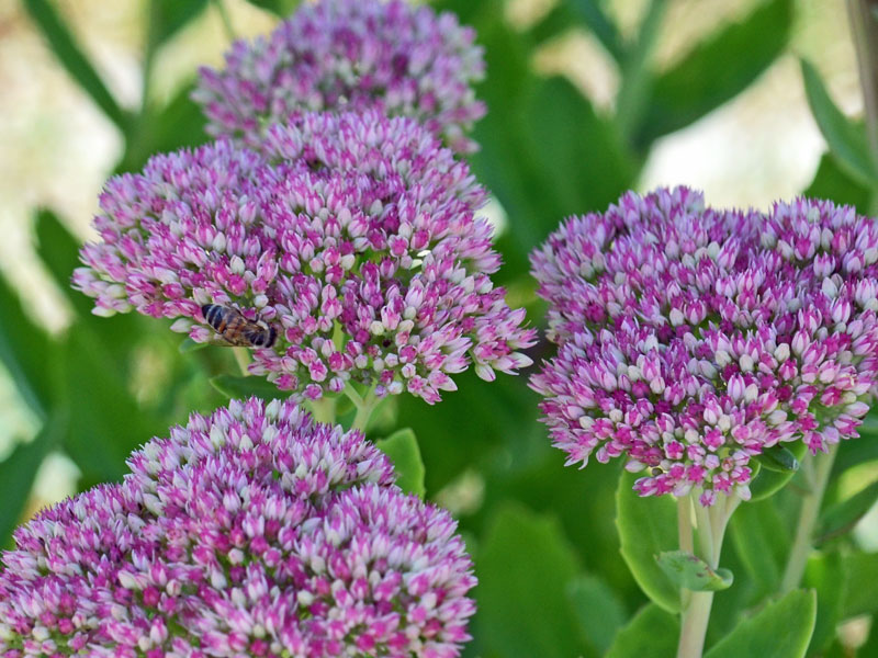 Eine Biene sitzt auf der Bluete eines Sedum Herbstfreude