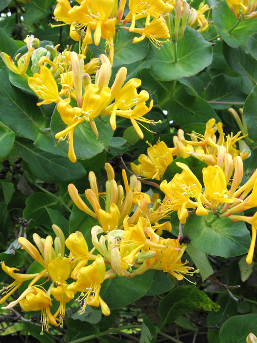 gold-geissblatt Blatt und Blüte des Gold-Geißblatts