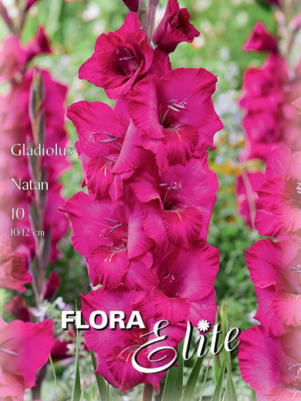 Großblumige Gladiole 'Natan'