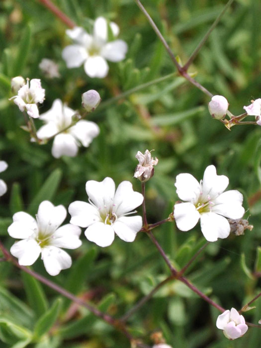 gypsophila-repens Zierliche Blüte des Zwergschleierkrauts