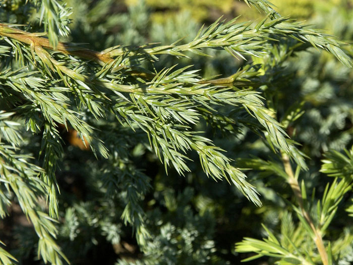 juniperus-blue-carpet-zweig Wacholder Blue Carpet Nadeln