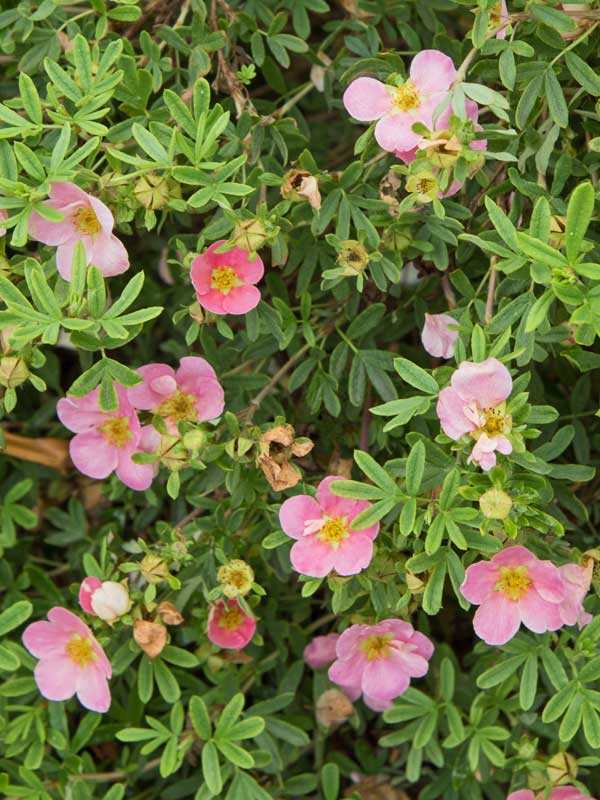 Aufnahme der Blueten und Blaetter eines Potentilla fruticosa Bellissima