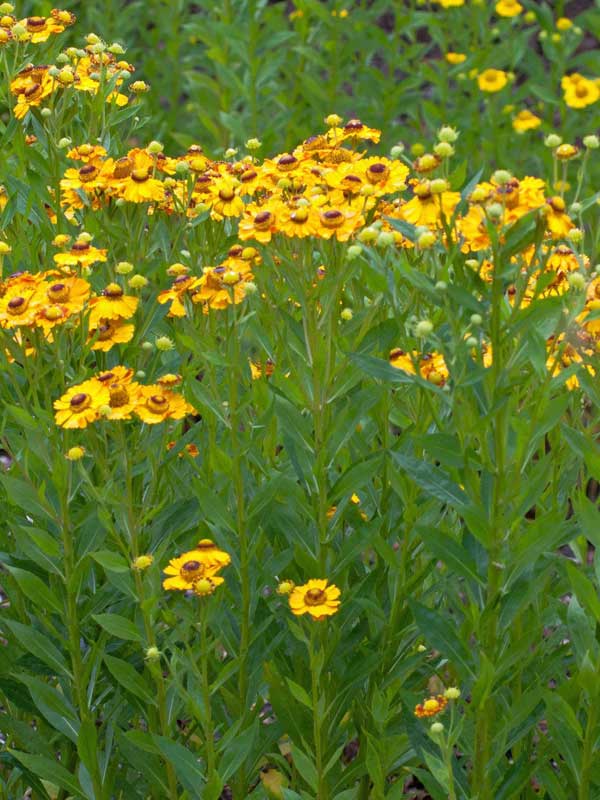 Wuchs des Helenium Goldrausch