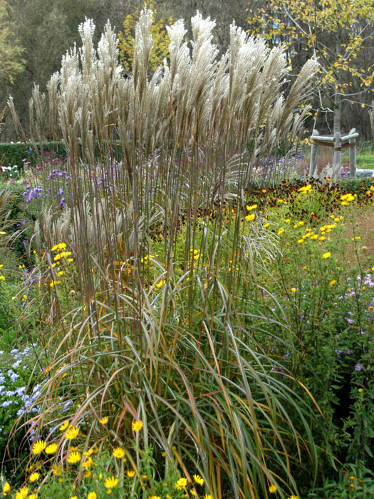 miscanthus-malepartus Miscanthus sinensis 'Malepartus' (M), China-Schilf
