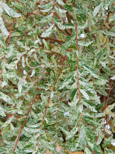 hakuro_nishiki_blatt_43405__43405_1 Japanische Weide Laub