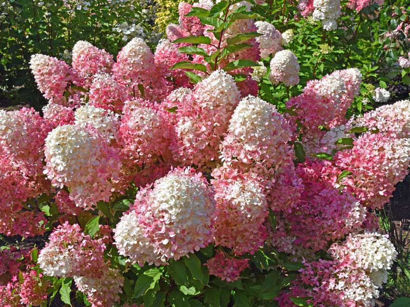 Strauch einer Hydrangea paniculata Pinkachu 