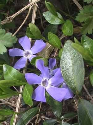 vinca-minor-1 Immergrün Blüte