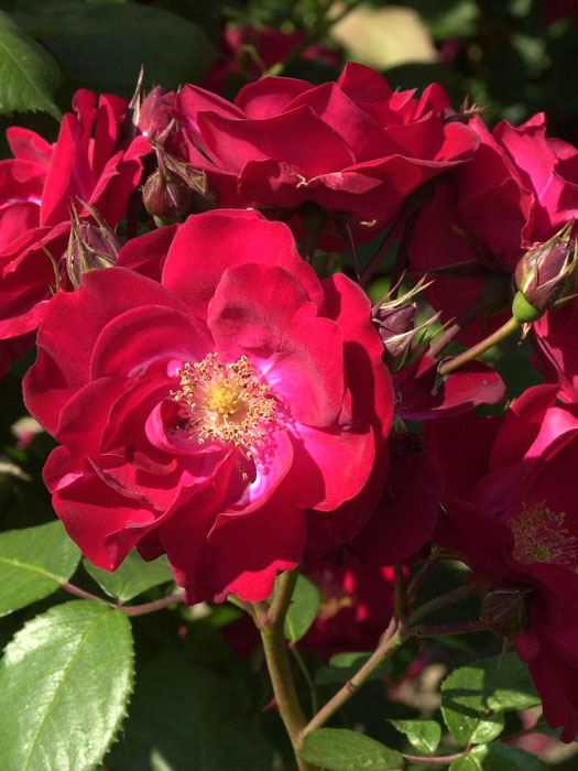 rose-dirigent55599361cc344 Blüte der Rose Dirigent