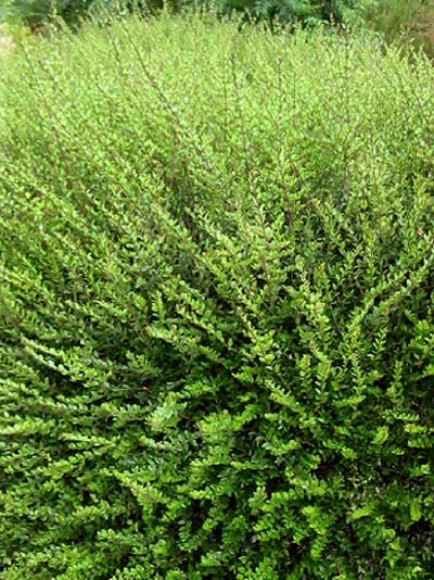 lonicera_nitida_elegant_1_4_41322_2