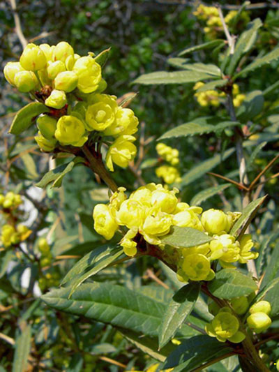berberis_julianae_3_44085_0_44085_0 Berberis julianae, Immergrüne großblättrige Berberitze
