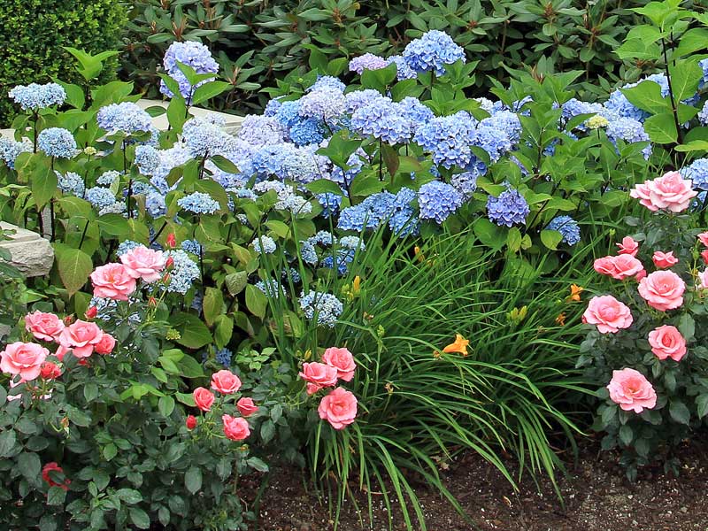 Beet mit Rosen, Graeser und Straeucher