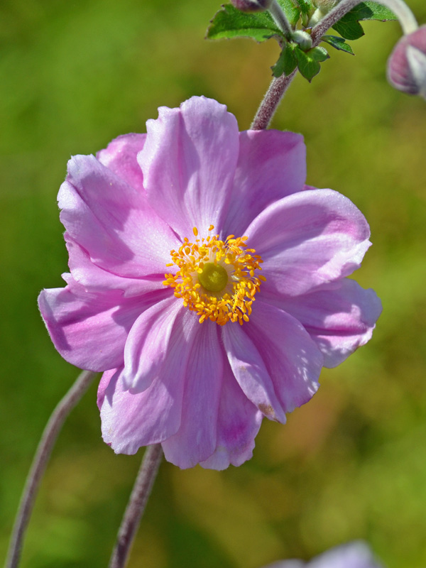 Nahaufnahme der Bluete der Anemone Koenigin Charlotte