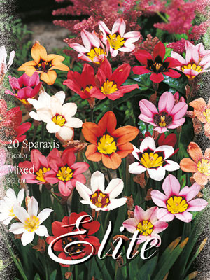 sparaxis_prachtmischung_76928_0 Zigeunerblume-Prachtmischung, Sparaxis tricolor (Art.Nr. 597354)