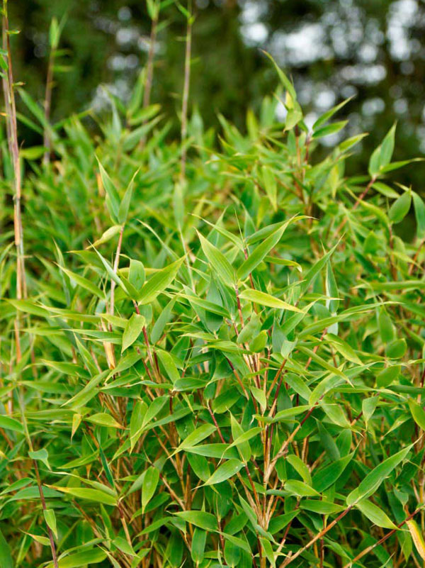 Nahaufnahme des Fargesia Blue Lizard