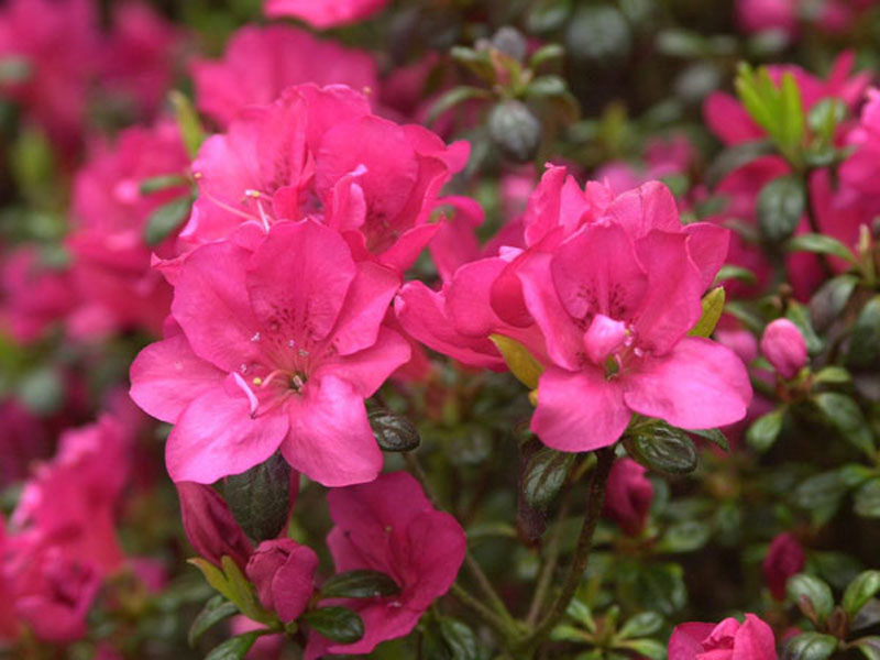Nahaufnahme rosaroter Blüten von Rhododendron 'Canzonetta'