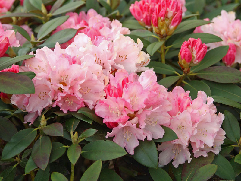 Weiss-rosa Blueten eines Rhododendron Dreamland