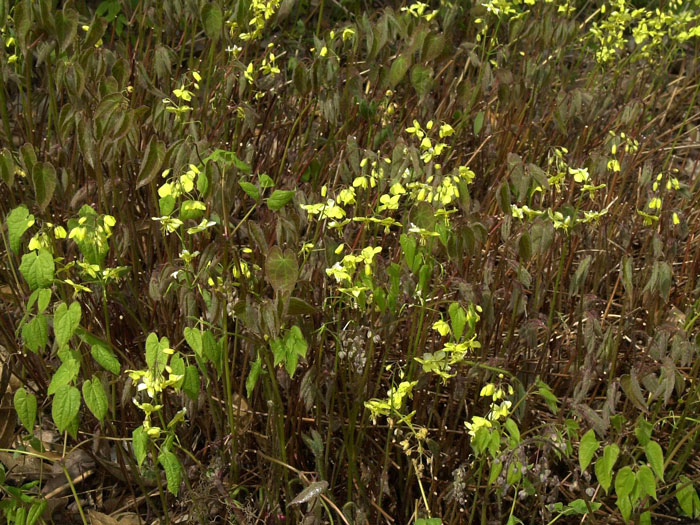 schwarzmeer-elfenblume Flächendeckende Bepflanzung mit der Elfenblume