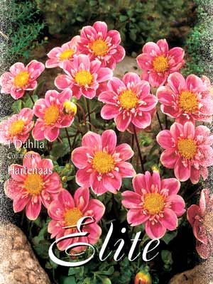 hartenaas_76323_0 Halskrausen-Dahlie 'Hartenaas', Dahlia (Art.Nr. 520678)