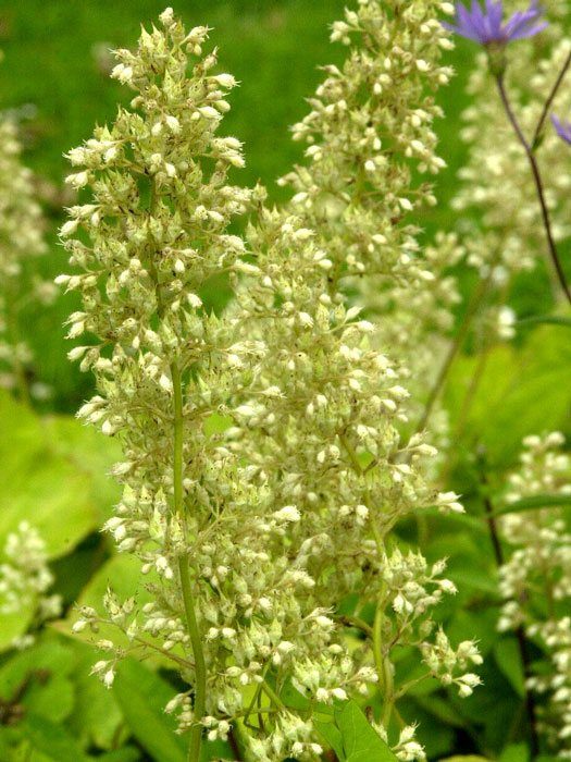 heuchera-villosa Heuchera villosa var. macrorrhiza (M), Purpurglöckchen, Purpurblatt