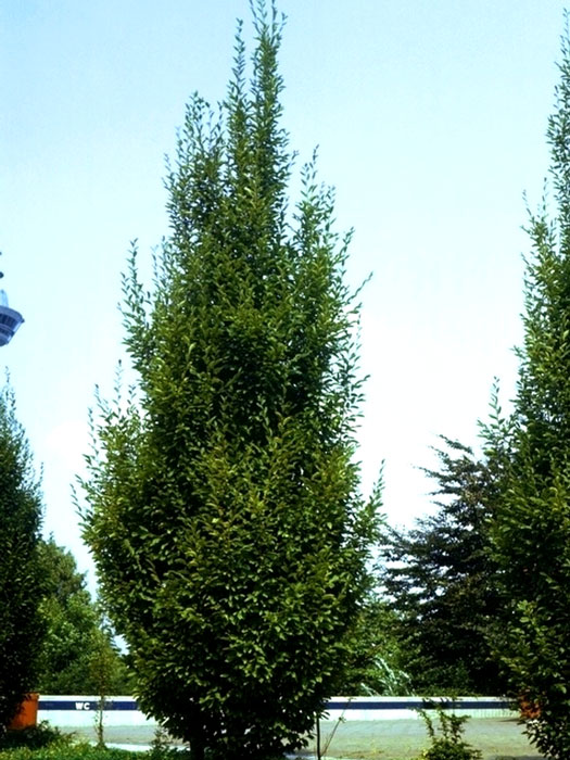 saeulenhainbuche-laub Carpinus betulus 'Fastigiata', Säulenhainbuche