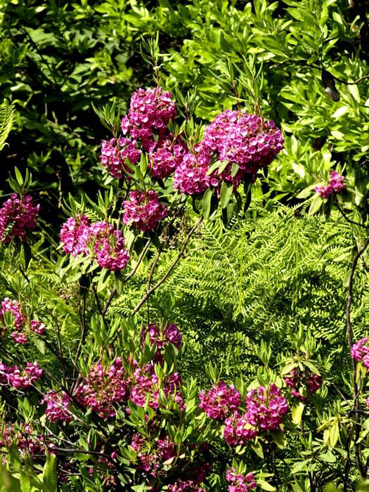 kalmia-angustifolia-rubra Berglorbeer