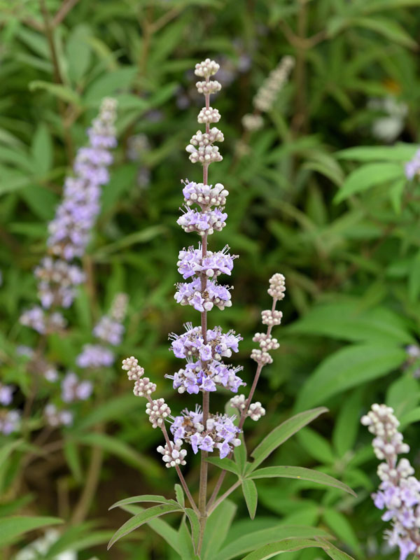 Geschlossene und offene Bluetenknospen des Vitex agnus-castus var. latifolia