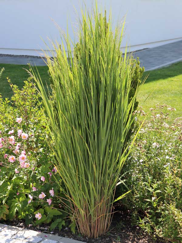 Riesen-Ruten-Hirse Northwind Riesen-Ruten-Hirse Northwind im Hausgarten