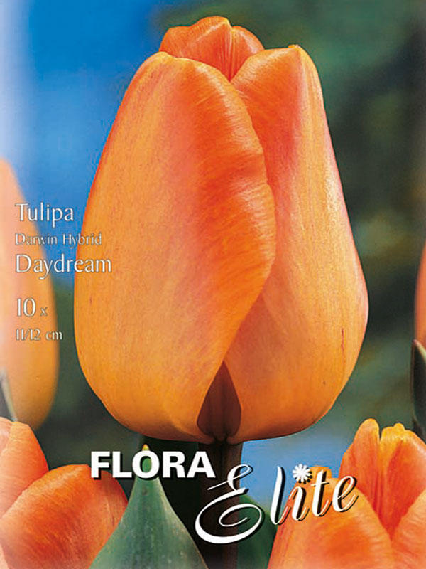 Orange stark duftende Darwin Tulpe Daydream