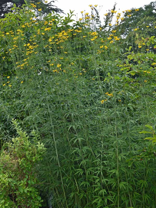 Coreopsis tripteris Wuchs