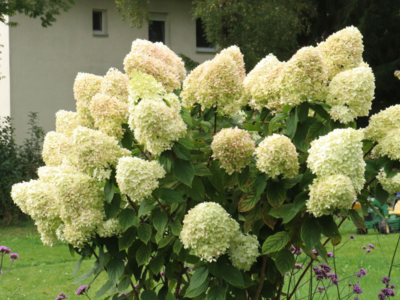 Strauch Hydrangea Limelight