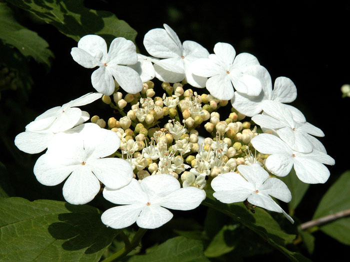 viburnum-opulus-bluete55599e9c8555e Gemeiner Schneeball Blüte