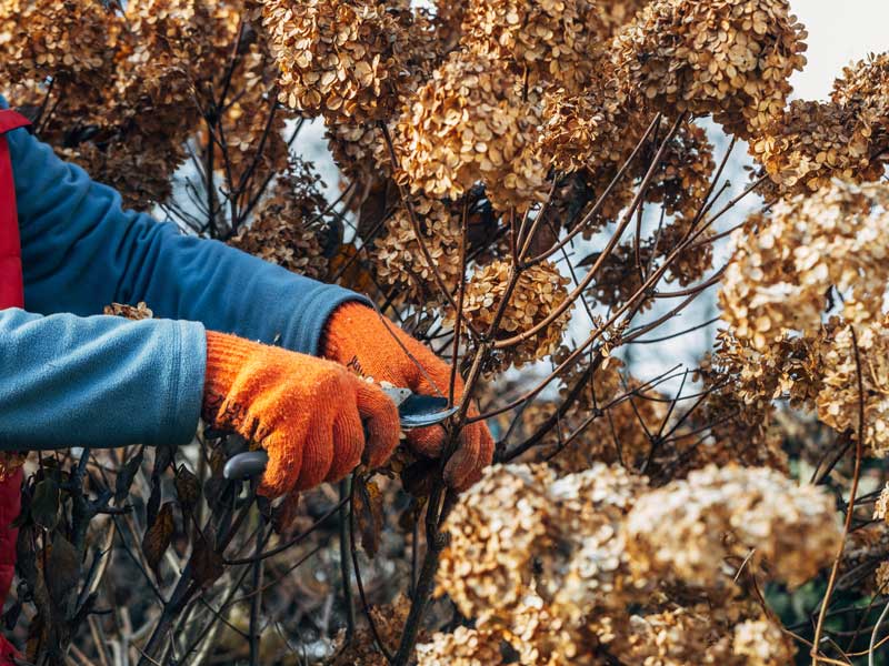 Hortensie wird im zeitigen Fruehjahr zurueckgeschnitten