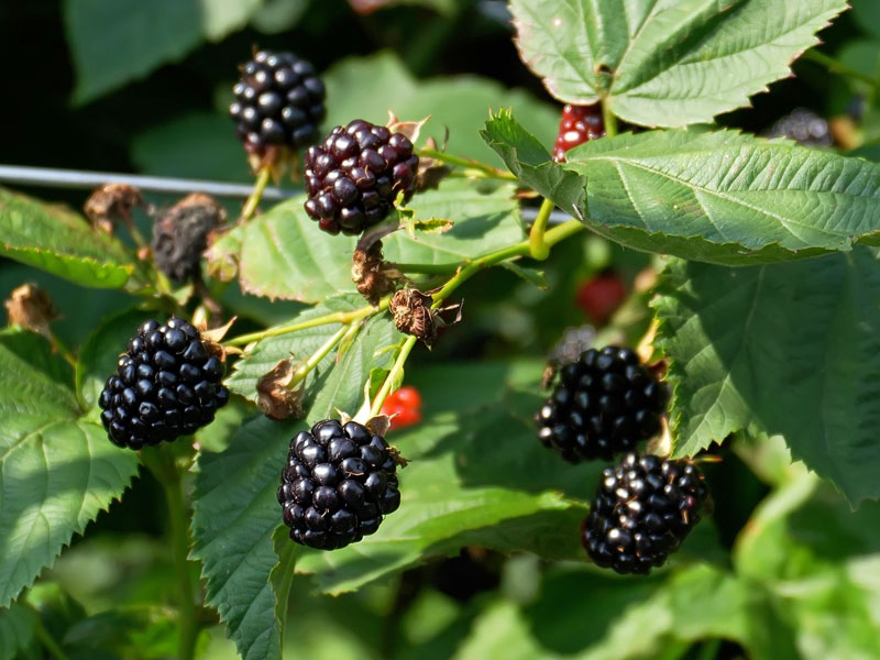 Brombeere Navaho