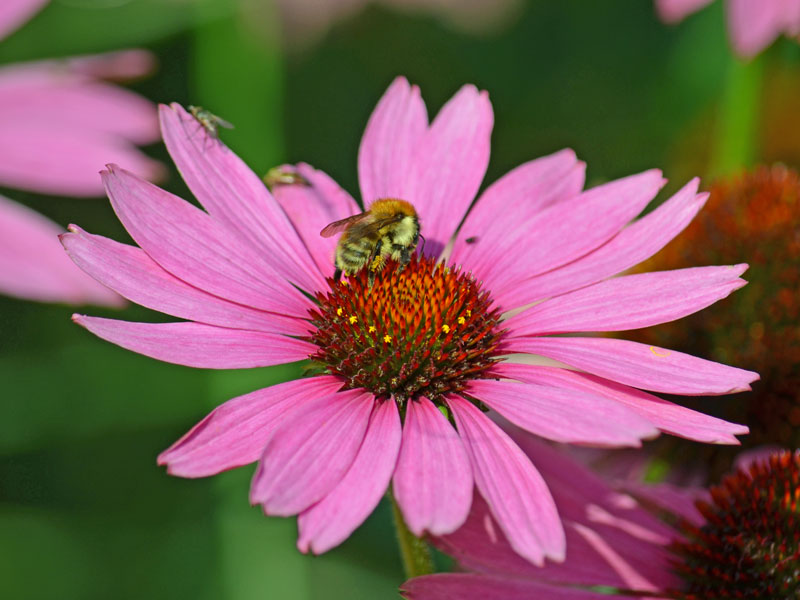 Nahaufnahme der Bluete einer Echinacea