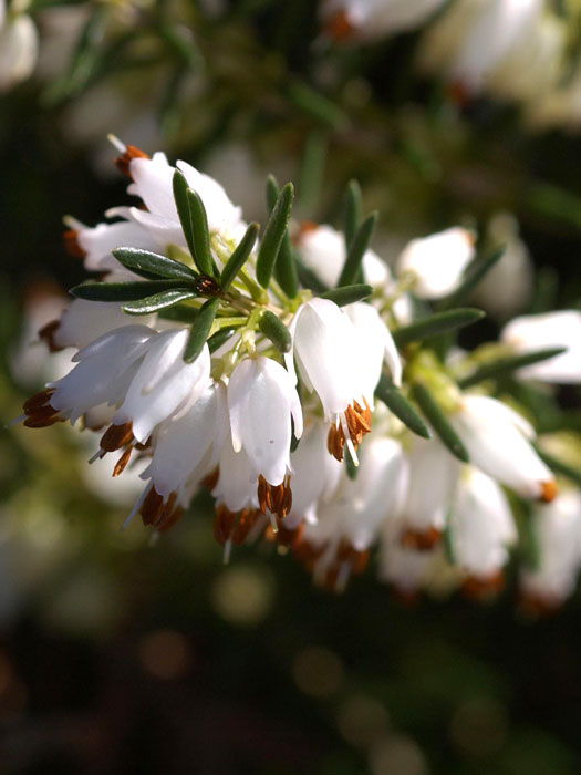 schneeheide-isabell Blüte der Schneeheide 'Isabell'
