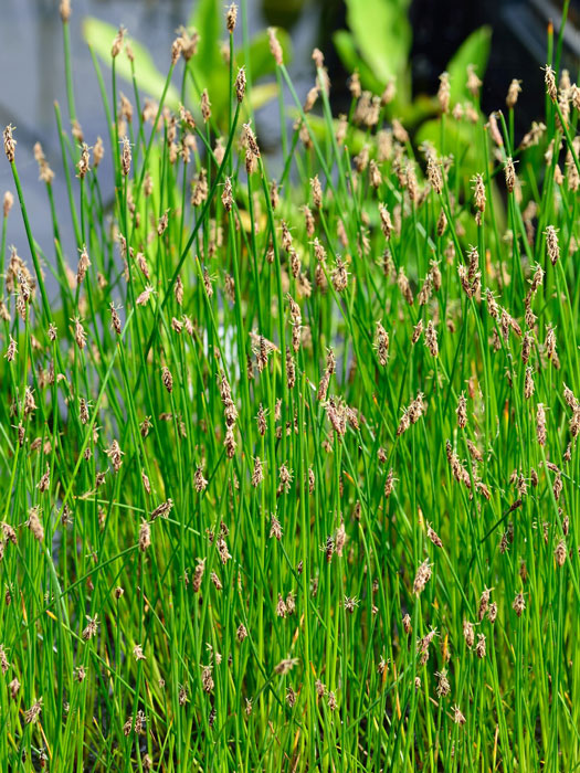 sumpfsimse Eleocharis palustris, Gewöhnliche Sumpfsimse