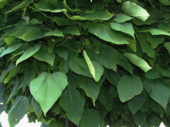 catalpa-nana-blatt Catalpa bignonioides nana, Kugel-Trompetenbaum - Hochstamm  - XXL-Produkt