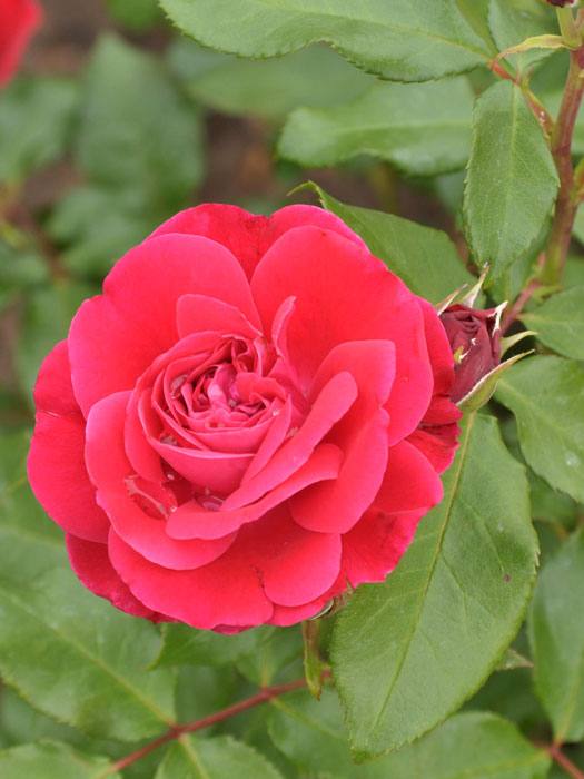 rose-rouge-meilove Blüte der Rose Rouge Meilove