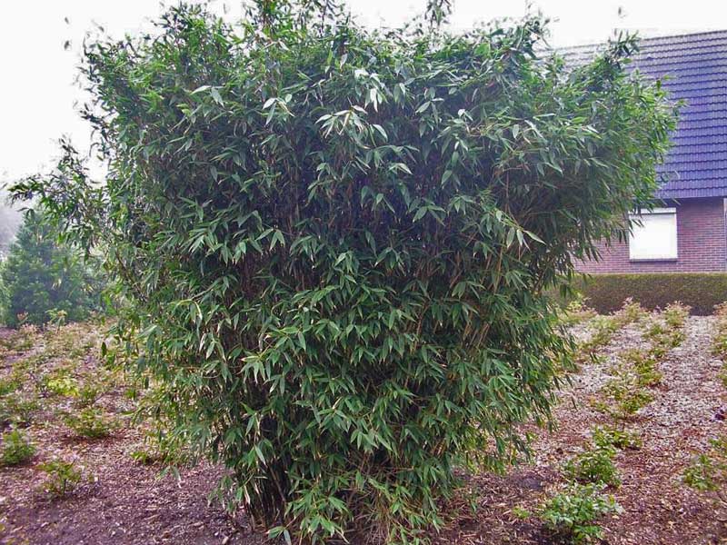 Ausgewachsener Roter Zebrabambus im Garten