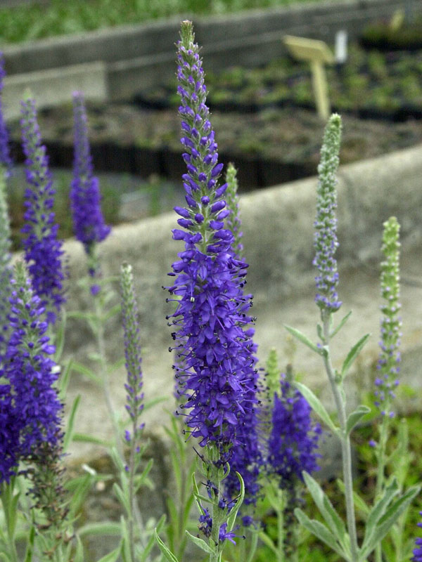 Violette Bluete einer Veronica spicata ssp. incana