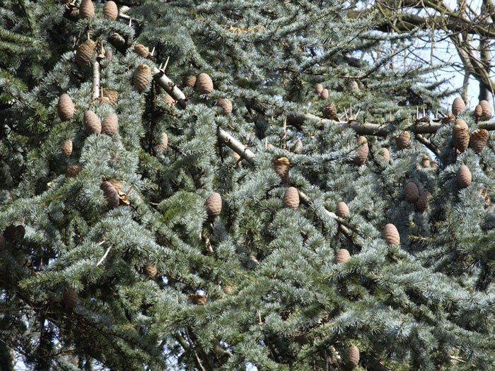 cedrus-atlantica-glauca55599eafb6458 Äster der blauen Atlas-Zeder mit Nadeln und Zapfen