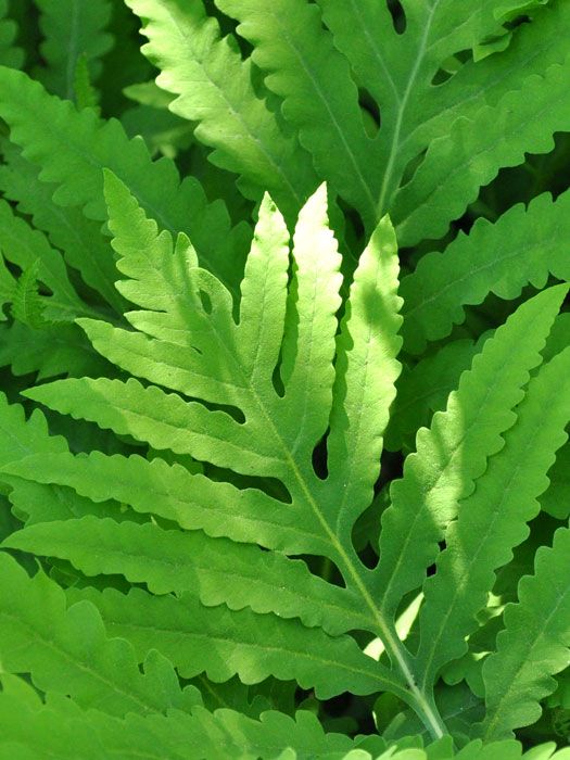 onoclea-sensibilis Onoclea sensibilis, Perlfarn