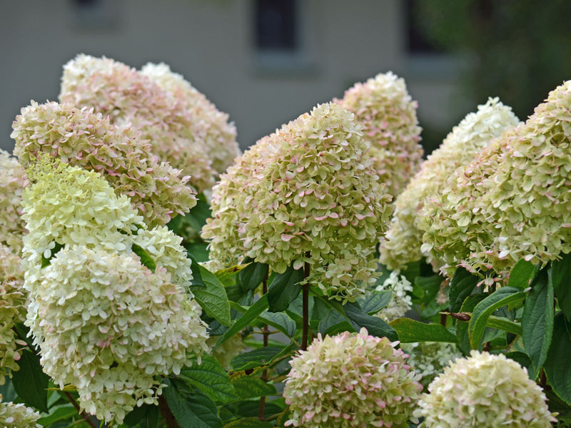 Bluetenkoepfe Hydrangea Limelight