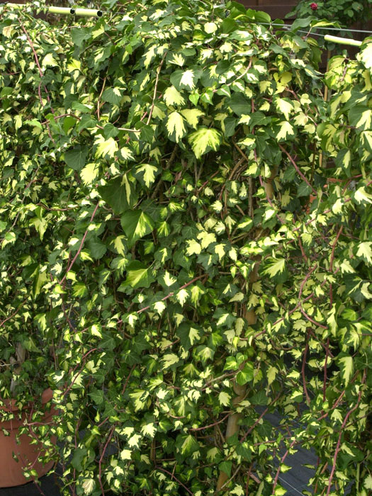 hedera-helix-goldheart Begrünung eines Gerüsts mit dem Goldefeu
