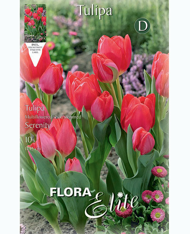 tulpe-serenity Botanische Tulpe 'Serenity' (Art.Nr. 5956770)