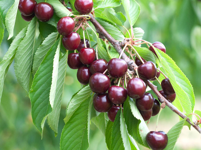 suesskirsche-sylvia-frucht Säulenkirsche 'Sylvia', Süßkirsche