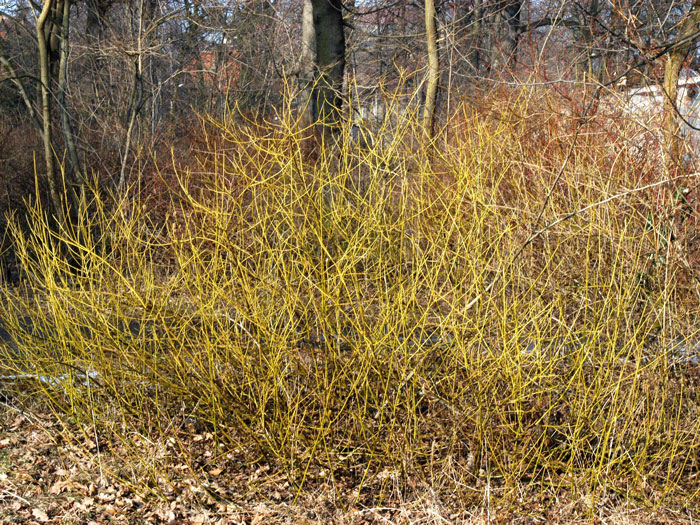 gelbholz-hartriegel-hecke55599e19afdff Der Gelbholz-Hartriegel als Schutzgehölz