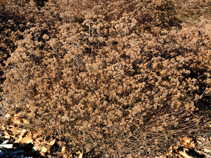 spiraea-little-princess Little Princess Herbst