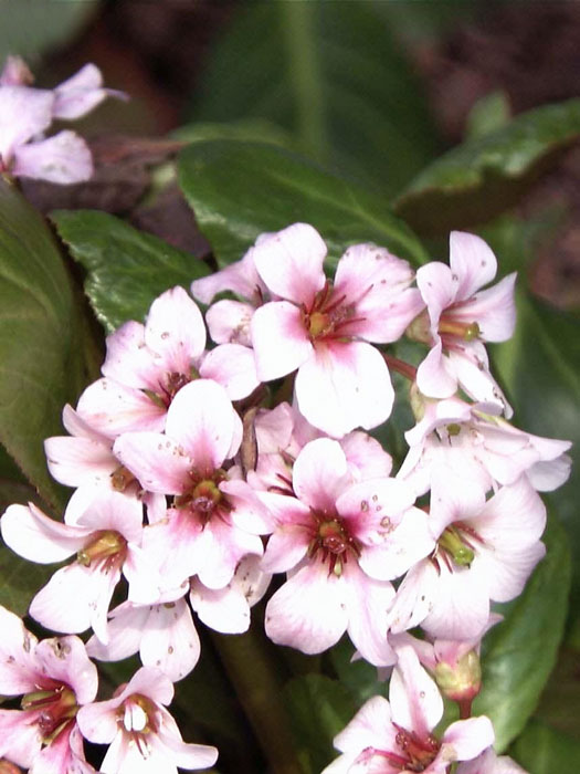 bergenia-biedermeier Zierliche Blütenpracht der Bergenie 'Biedermeier'