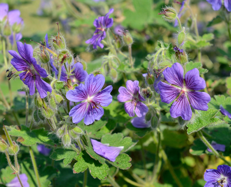 storchschnabel-terre-franch Geranium renardii 'Terre Franche', Kaukasus-Storchschnabel